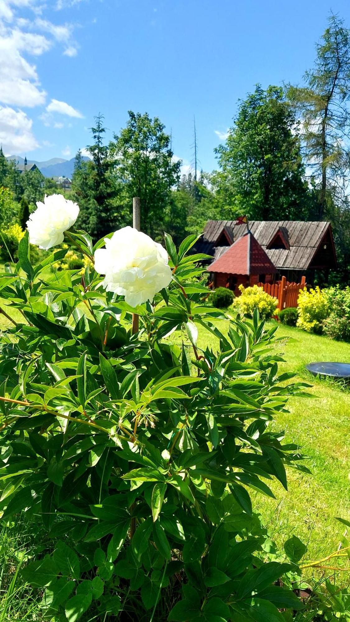 Willa Posrednia Zakopane Eksteriør billede